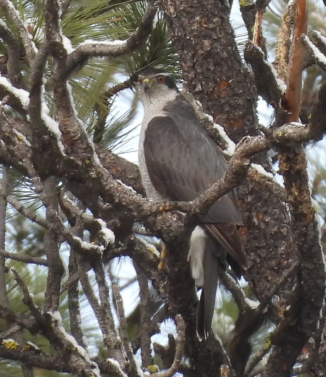 American Goshawk - ML617529232