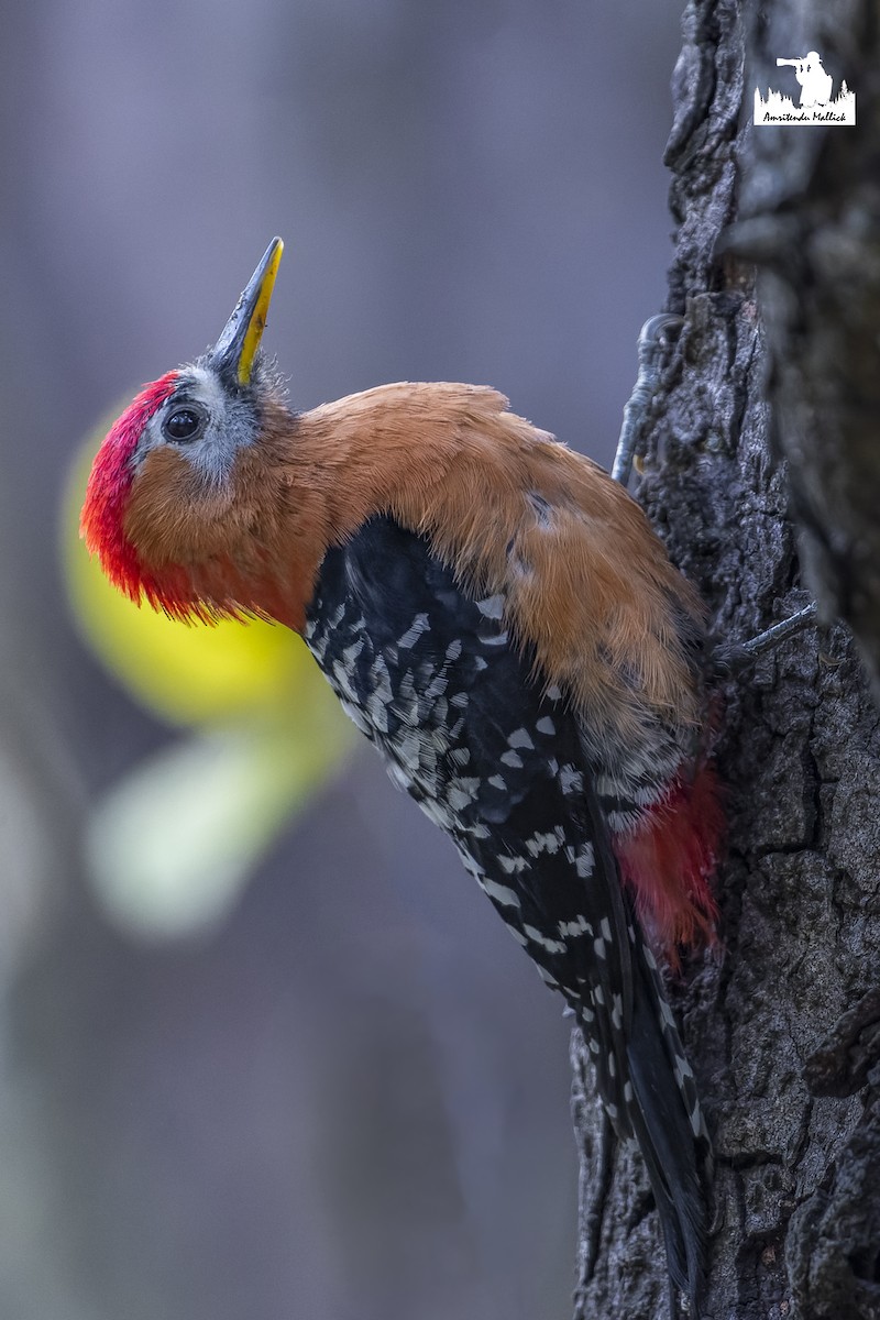 Rufous-bellied Woodpecker - ML617529242