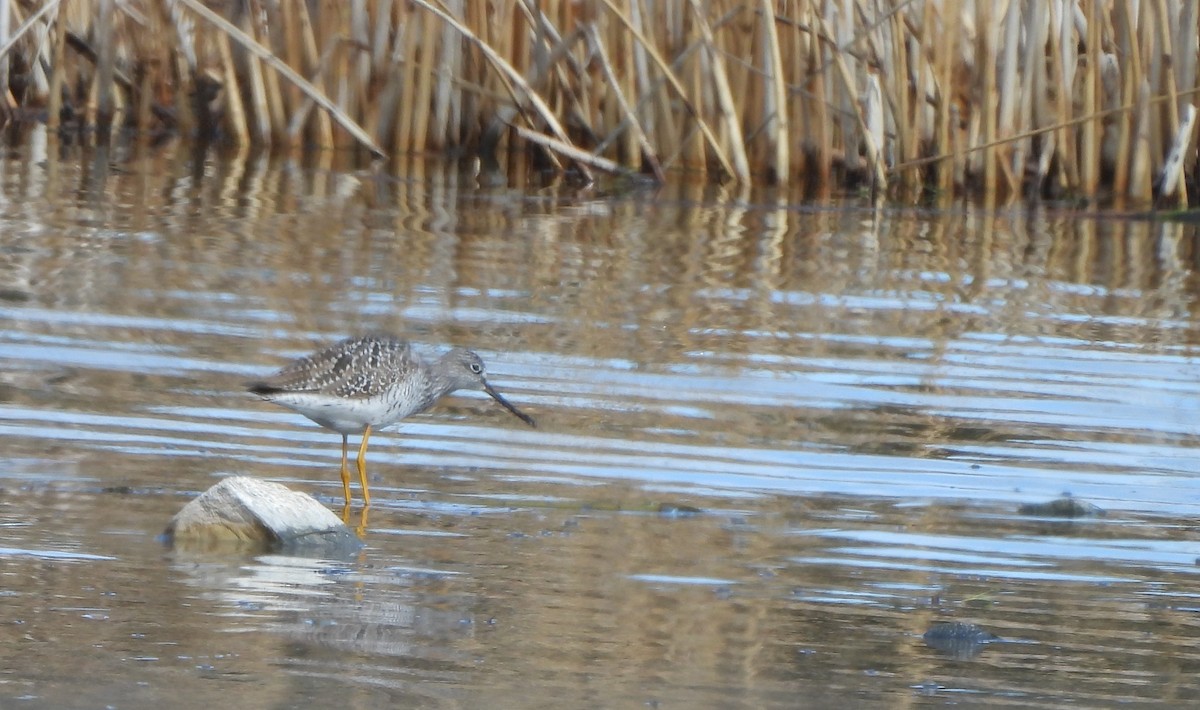 Greater Yellowlegs - ML617529319