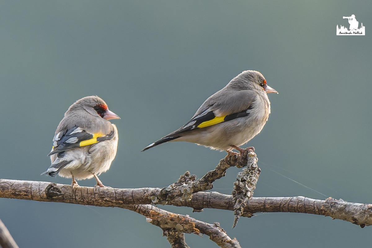 European Goldfinch - ML617529324