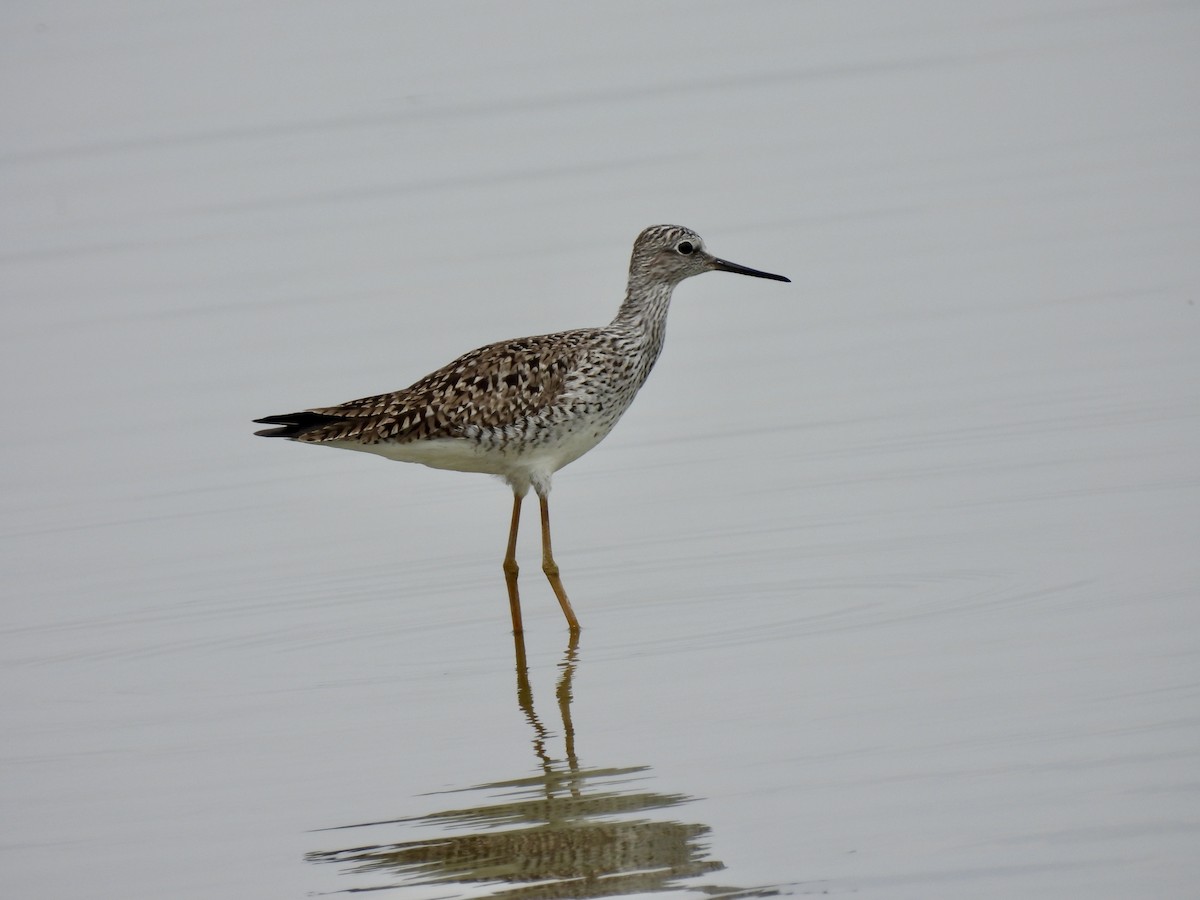 Lesser Yellowlegs - ML617529339