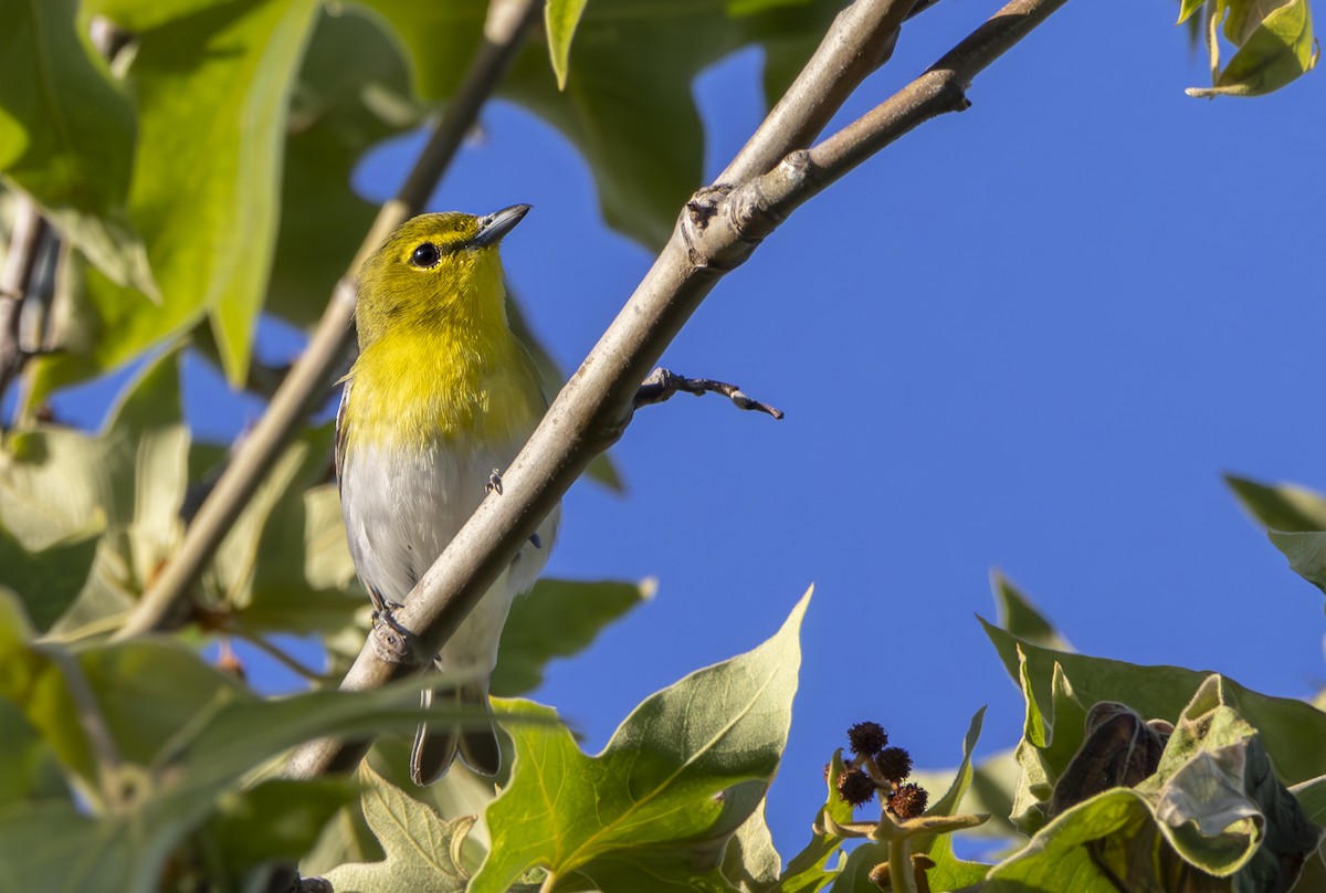 Yellow-throated Vireo - Braxton Landsman