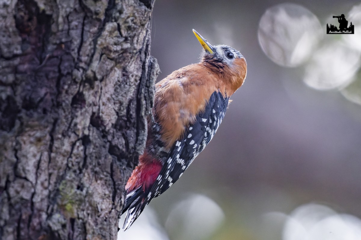 Rufous-bellied Woodpecker - ML617529361