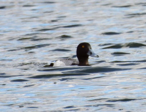 Greater Scaup - ML617529401