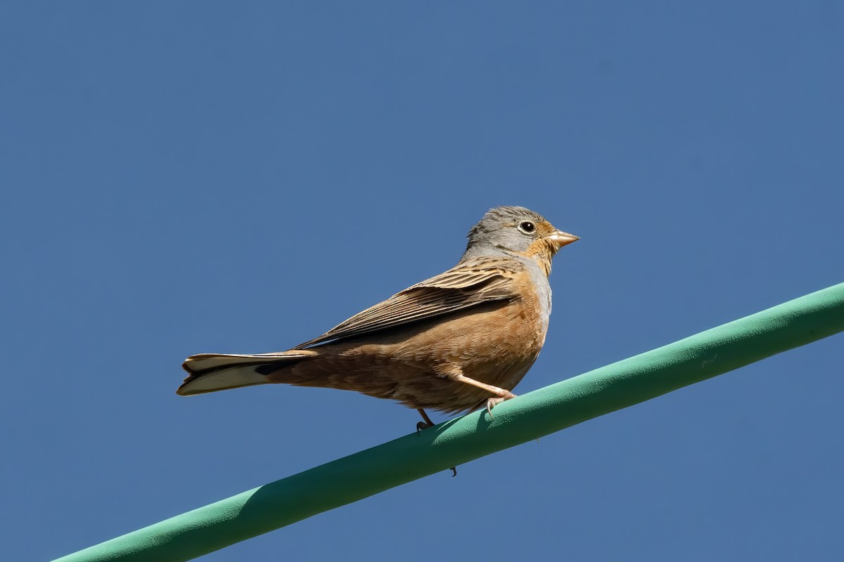 Cretzschmar's Bunting - ML617529408