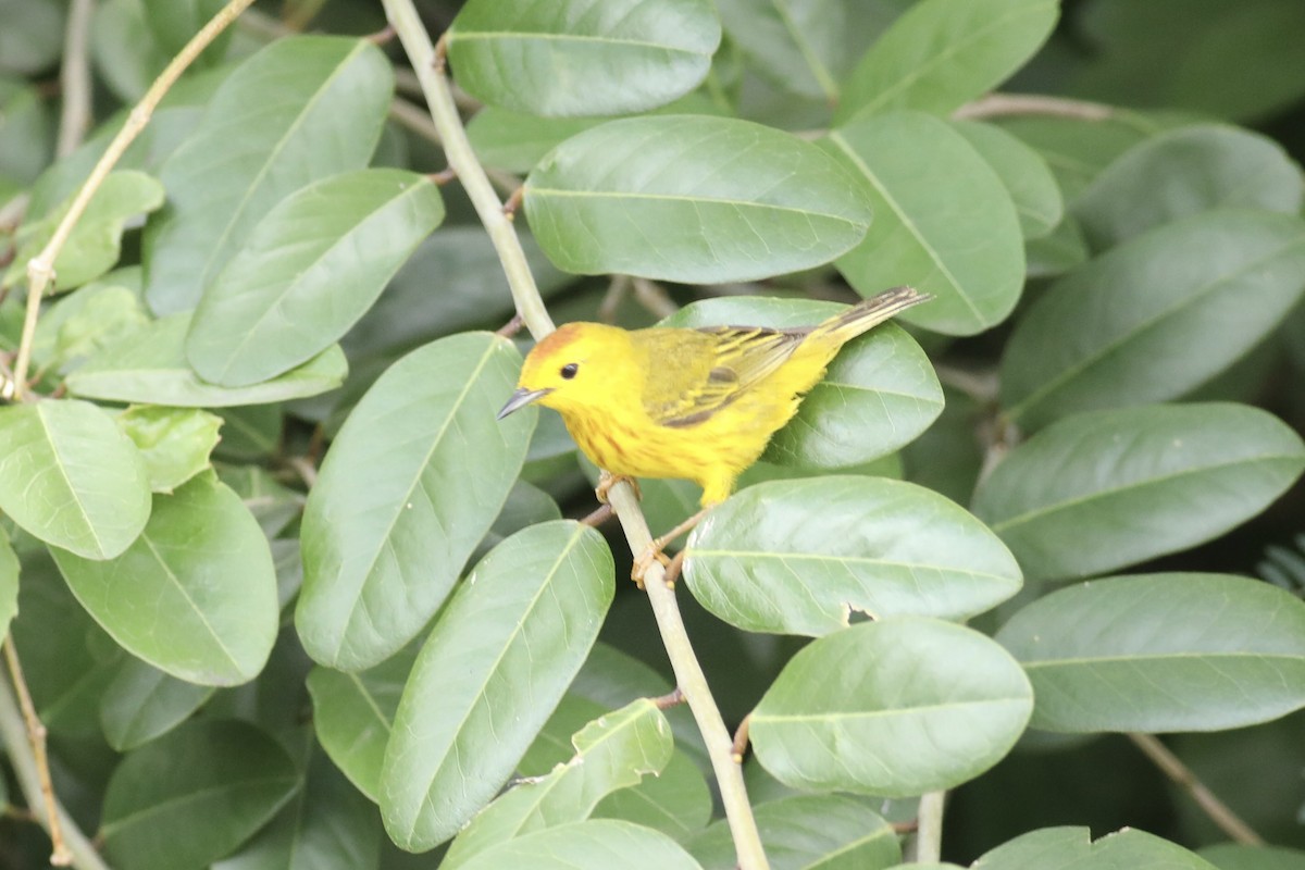 Yellow Warbler - Gil Ewing