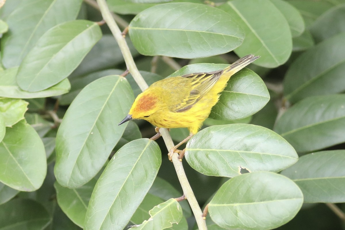 Yellow Warbler - Gil Ewing