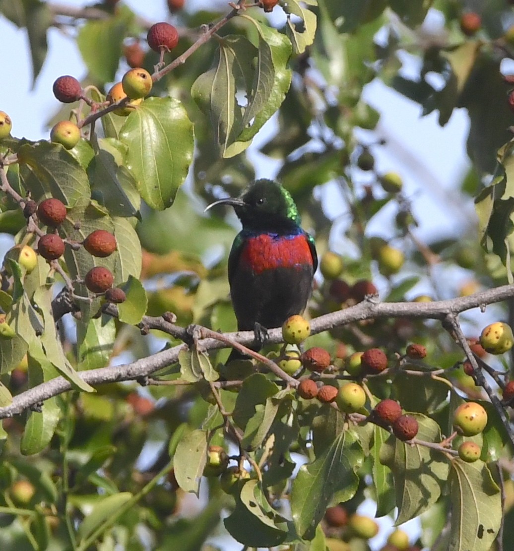 Shelley's Sunbird (Shelley's) - ML617529434