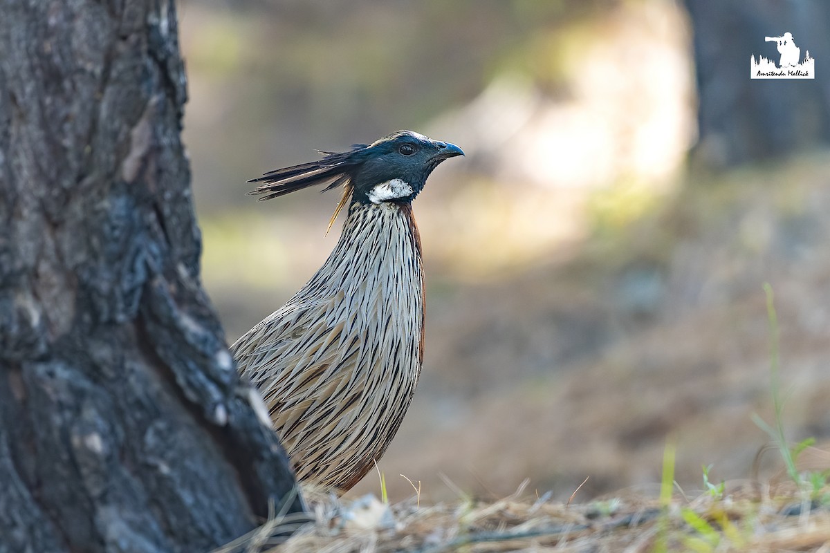 Koklass Pheasant - Amritendu Mallick