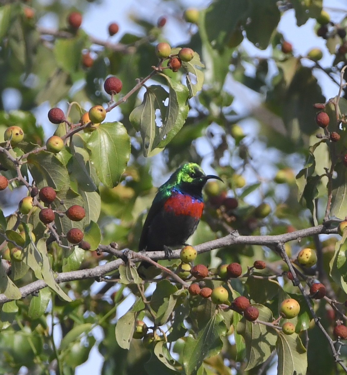 Shelley's Sunbird (Shelley's) - ML617529459