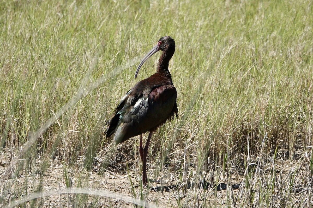 Ibis à face blanche - ML617529461