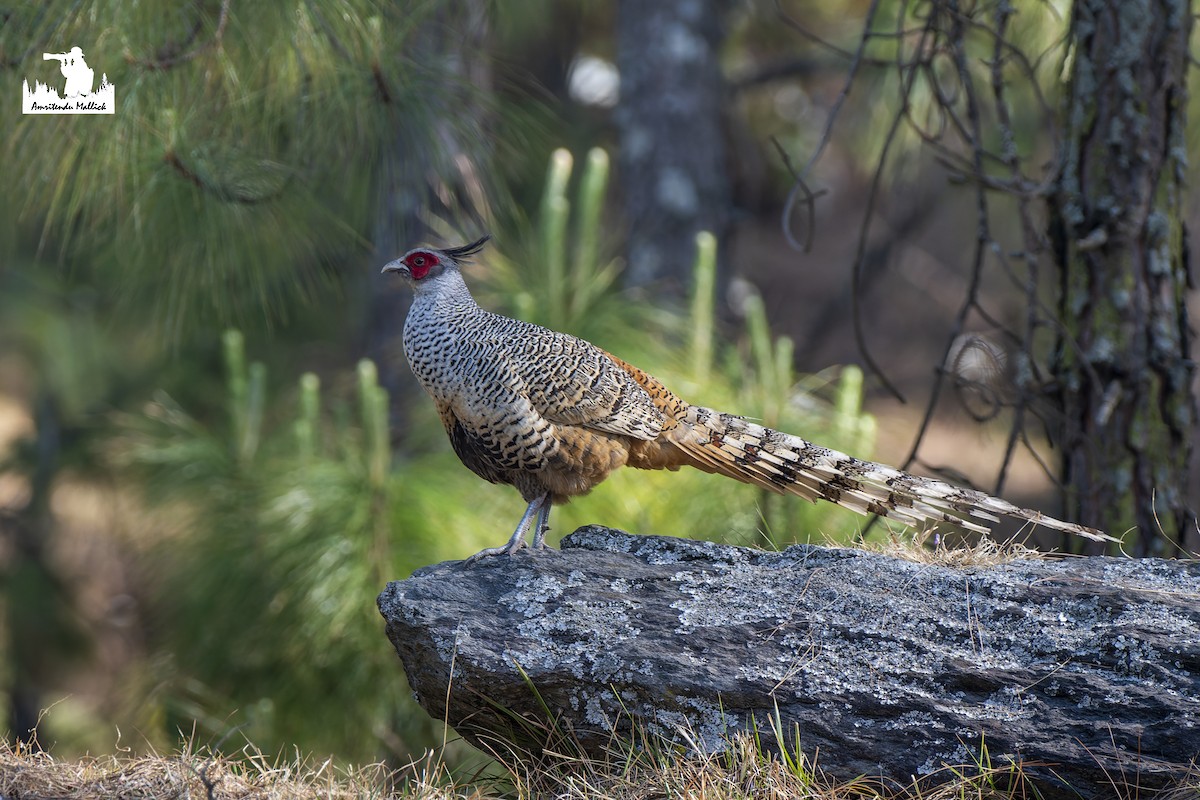 Cheer Pheasant - Amritendu Mallick