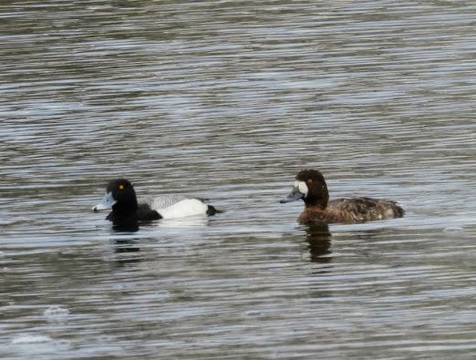 Greater Scaup - ML617529469
