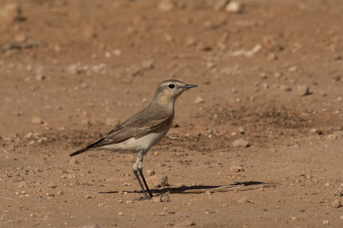 Buztanzuri isabeldarra - ML617529471