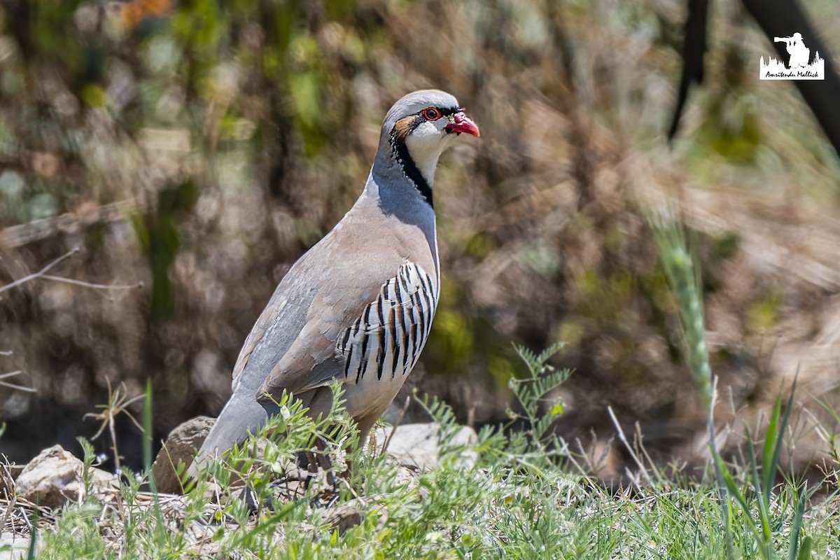 Chukar - Amritendu Mallick