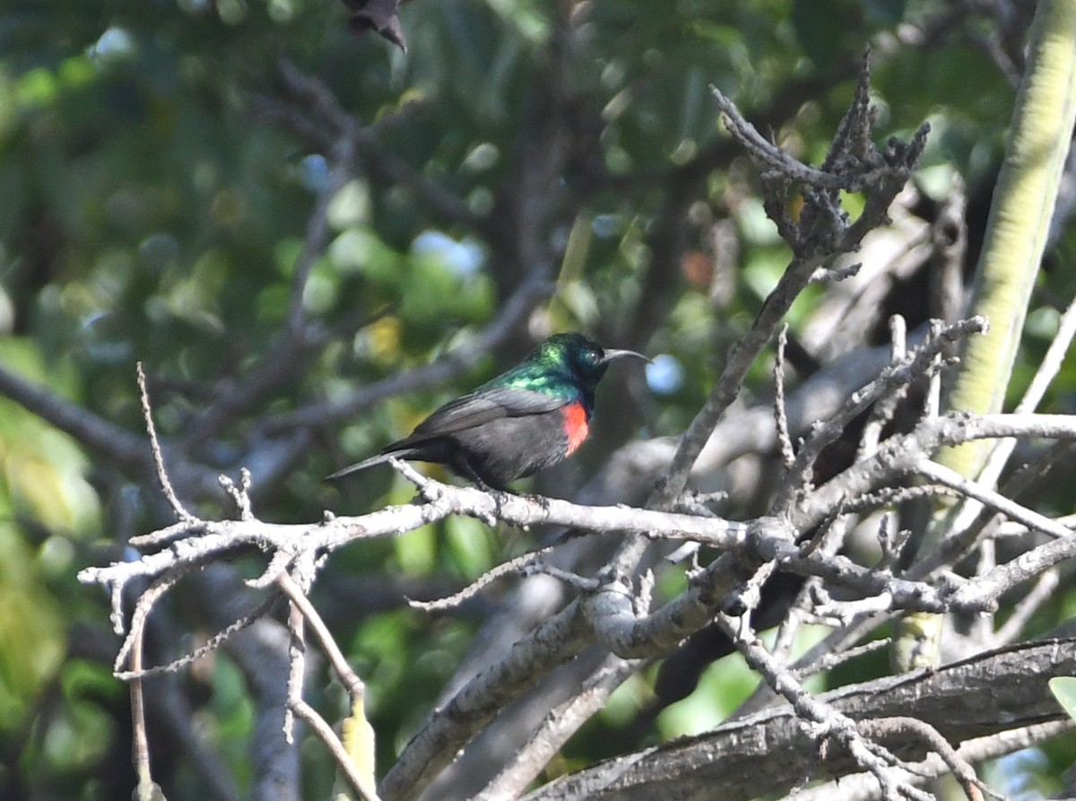 Shelley's Sunbird (Shelley's) - ML617529510