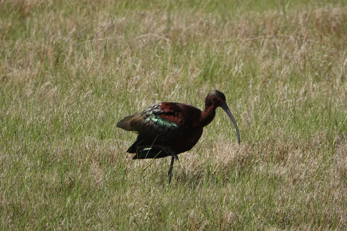 White-faced Ibis - Sara Griffith