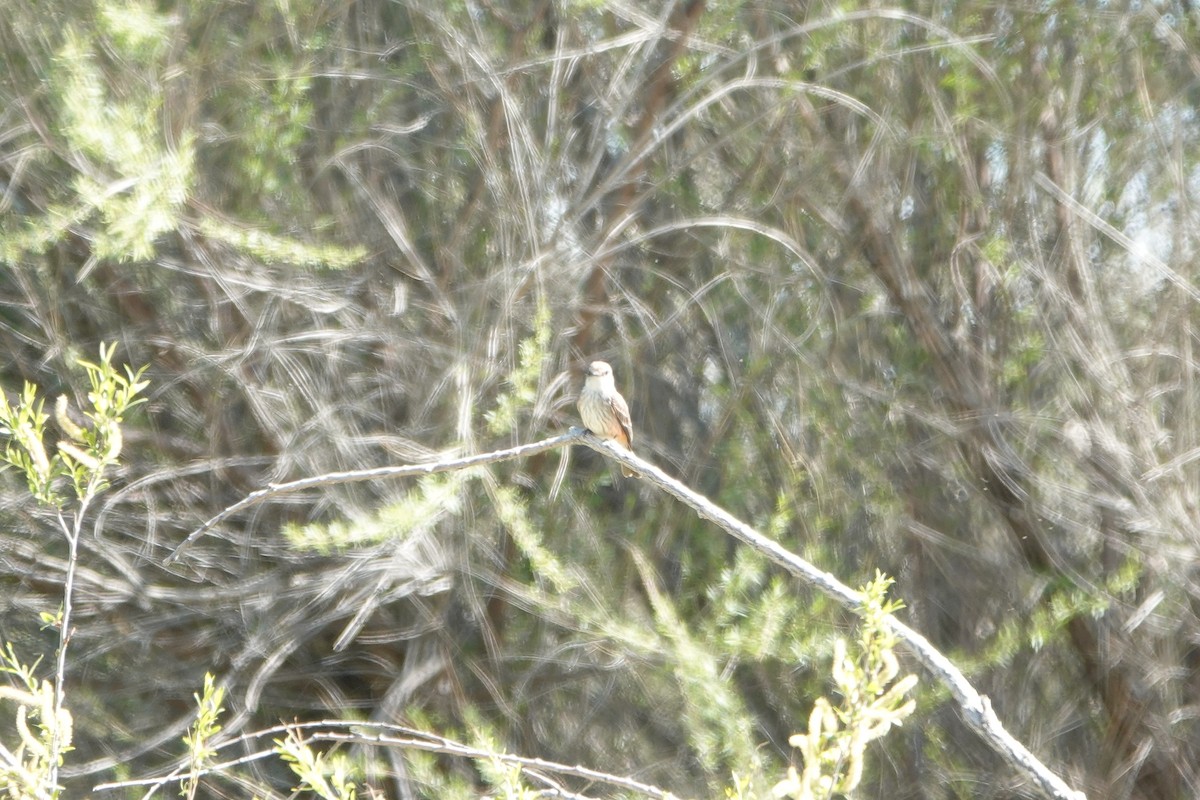 Vermilion Flycatcher - ML617529557