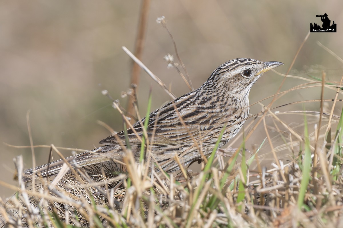 Upland Pipit - Amritendu Mallick