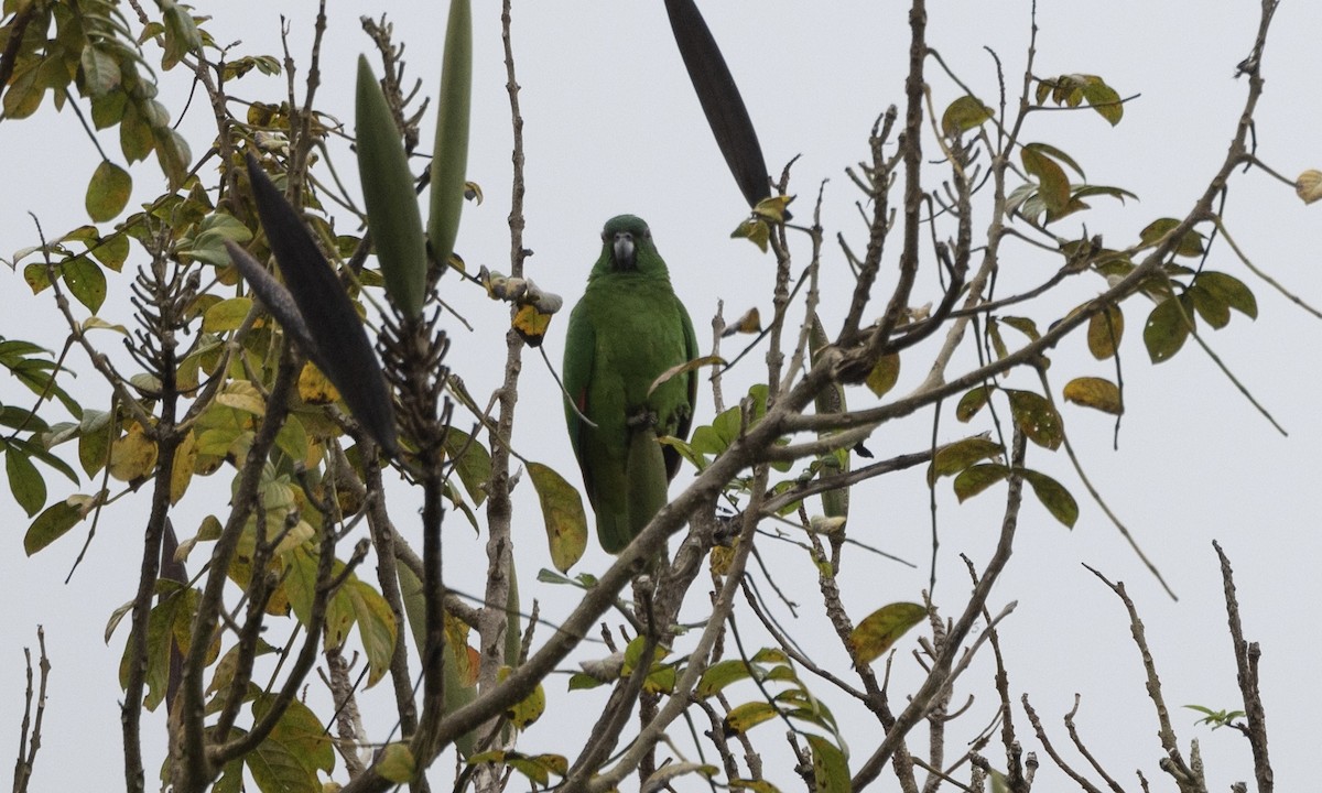 Black-billed Parrot - ML617529620