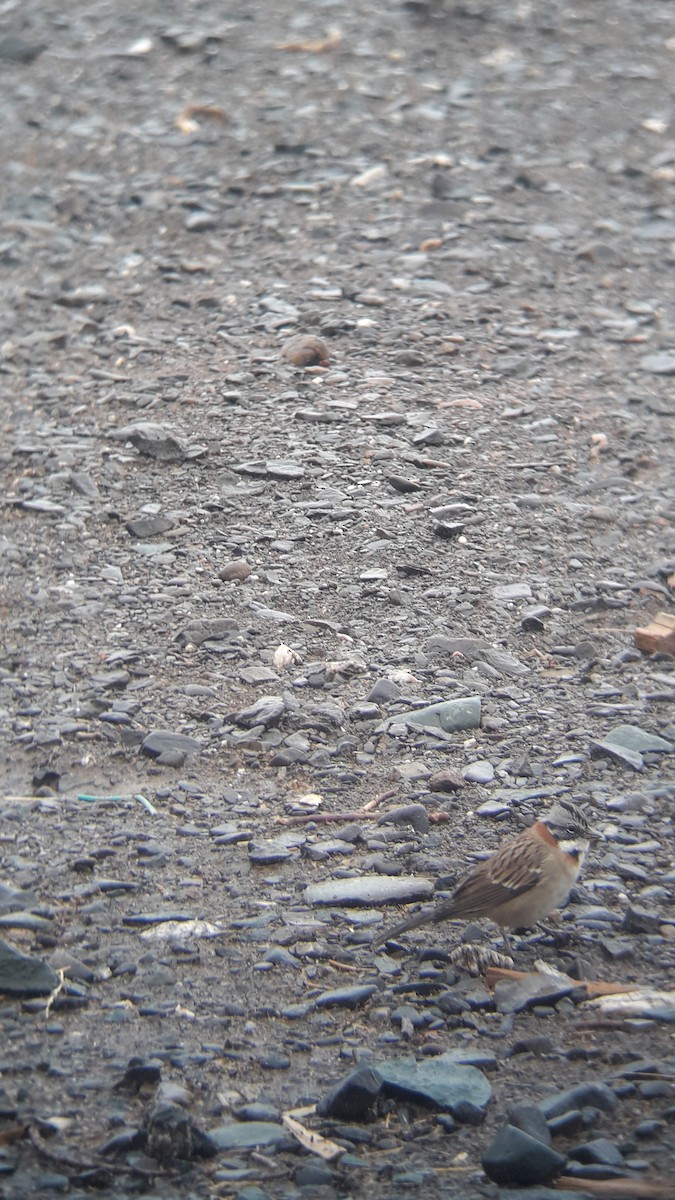 Rufous-collared Sparrow - ML617529622