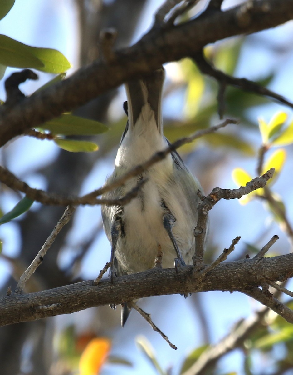 Kurşuni Vireo - ML617529631