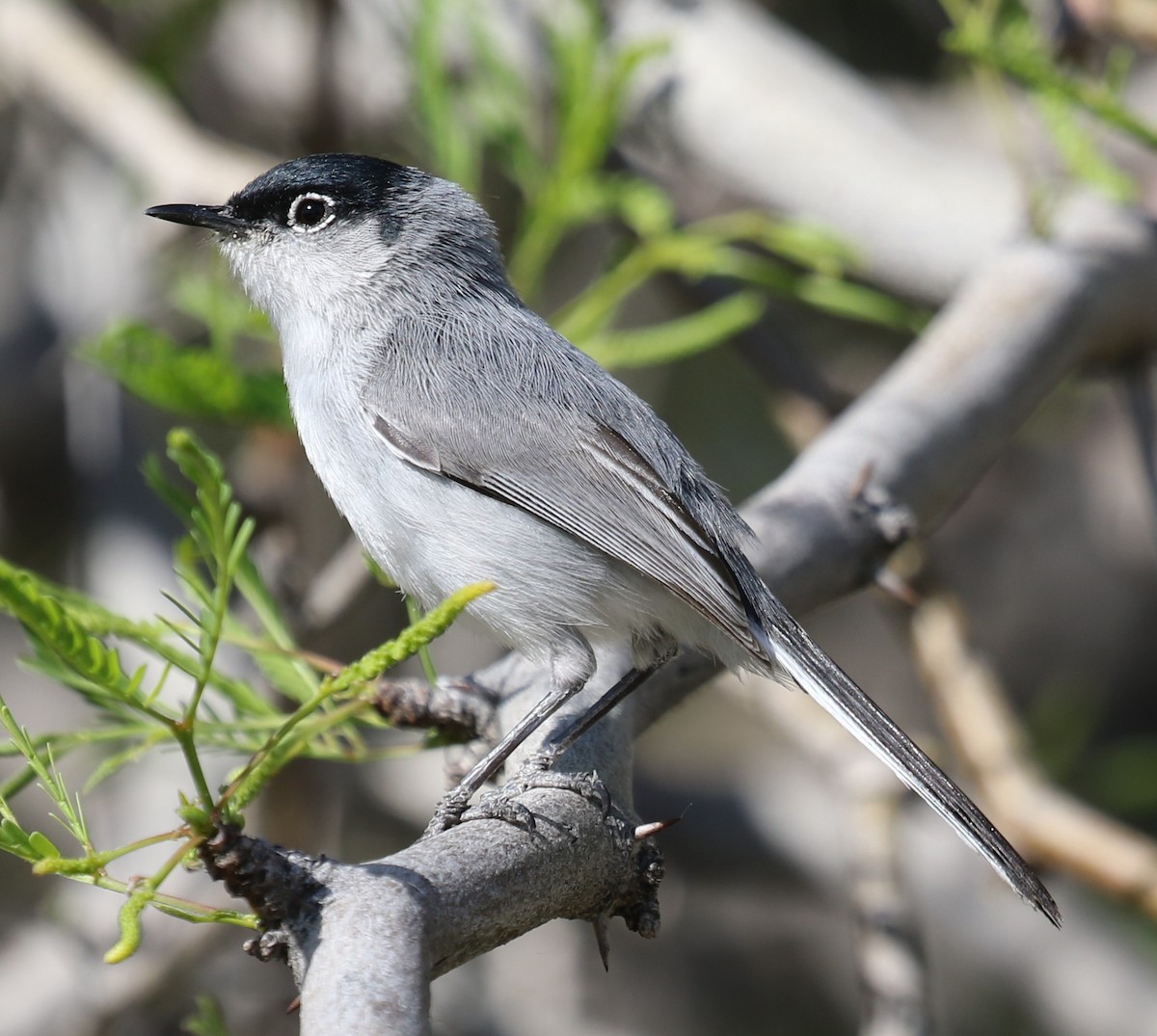 Black-tailed Gnatcatcher - ML617529644