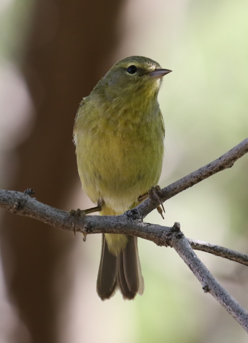 Orange-crowned Warbler - ML617529659