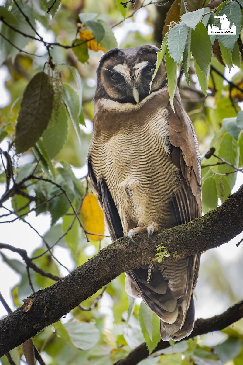 Brown Wood-Owl - ML617529672