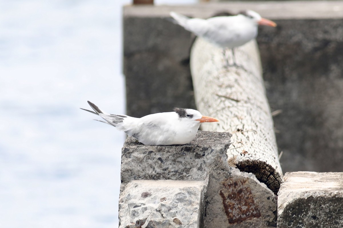 Royal Tern - ML617529677