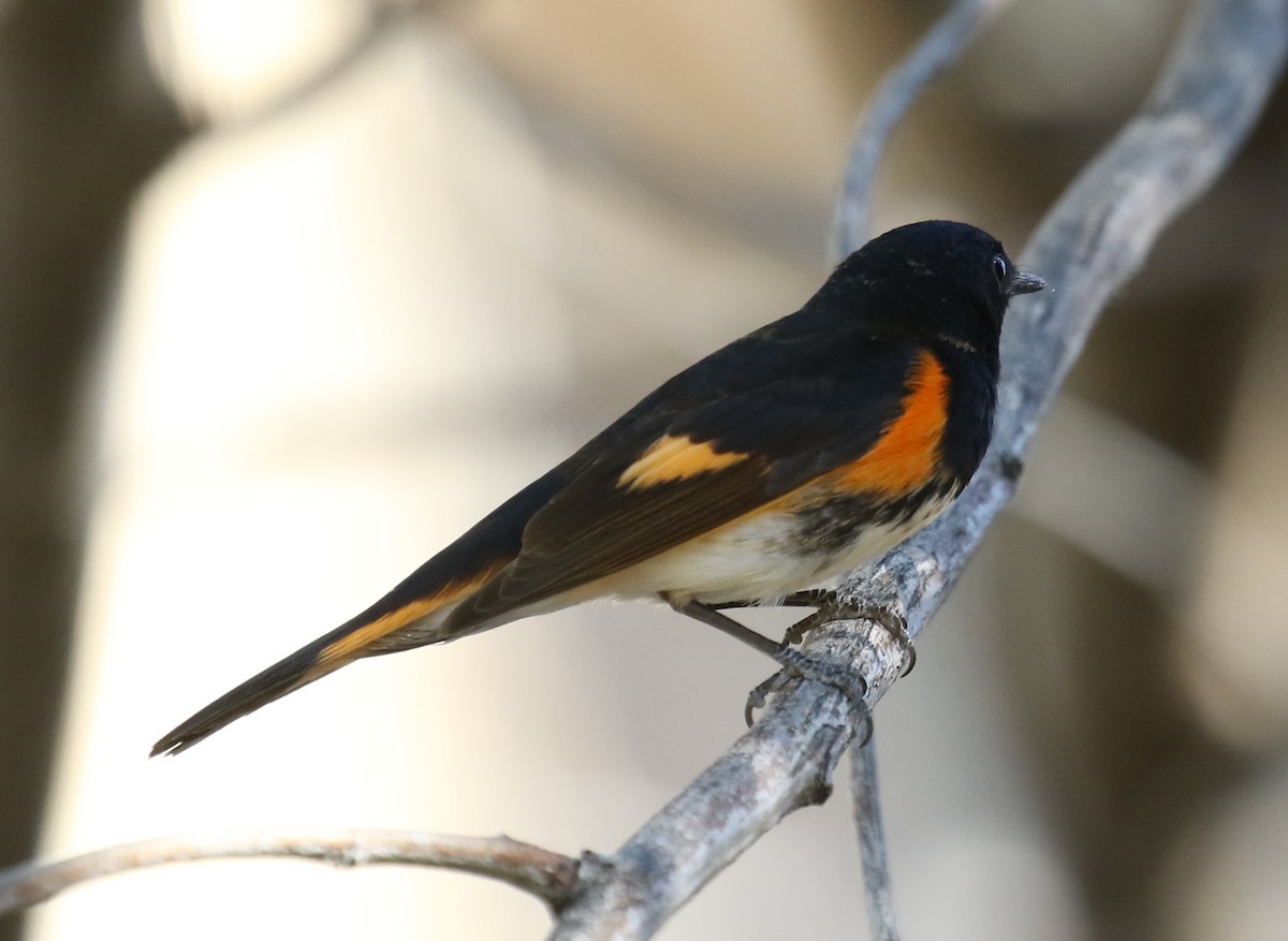 American Redstart - ML617529688