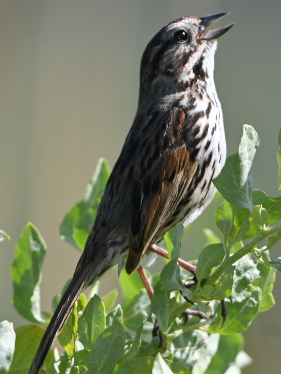 Song Sparrow - Remigio Miguel