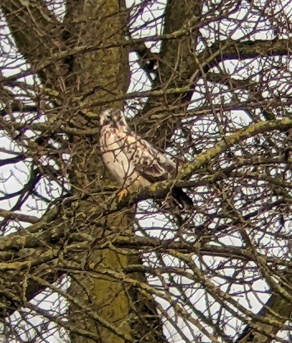 Common Buzzard - ML617529776