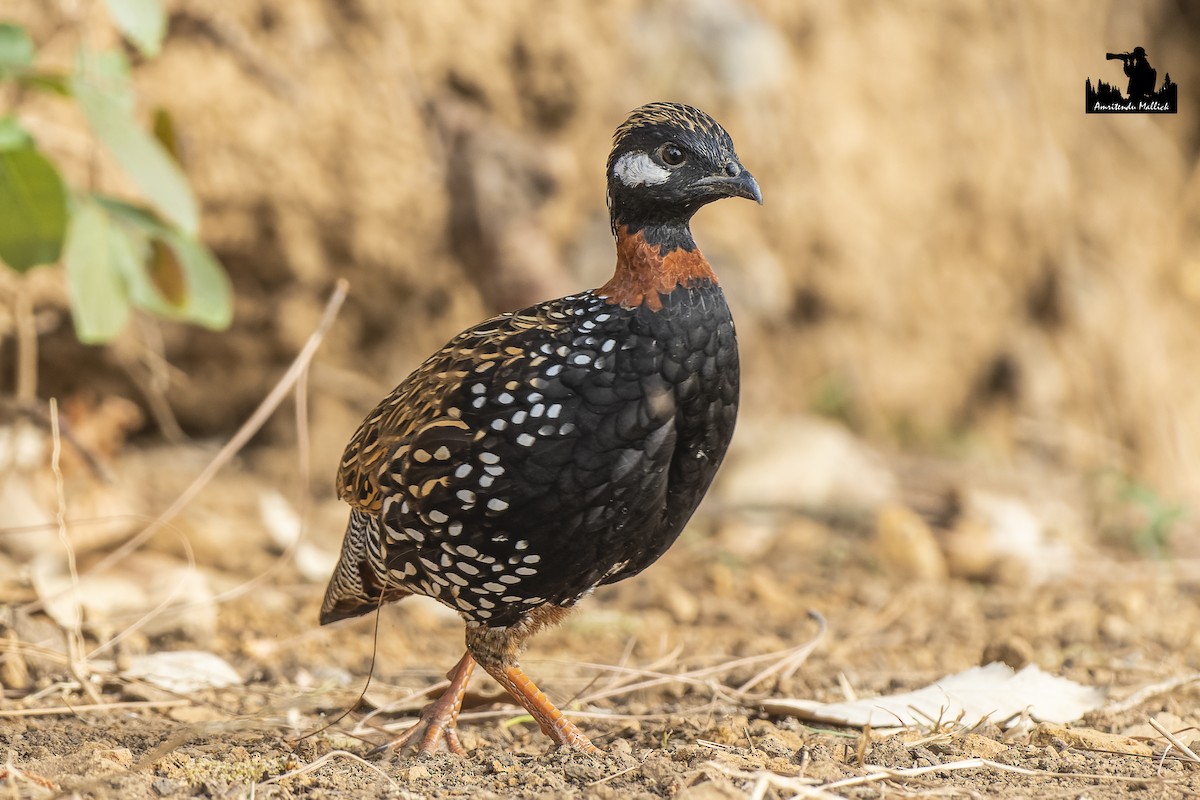 Black Francolin - ML617529821