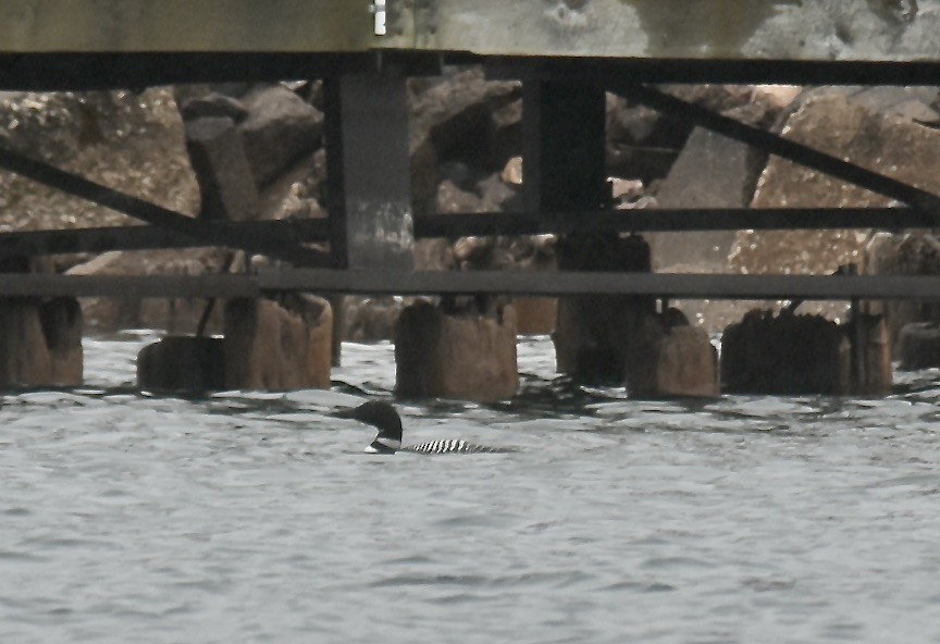 Common Loon - ML617529831