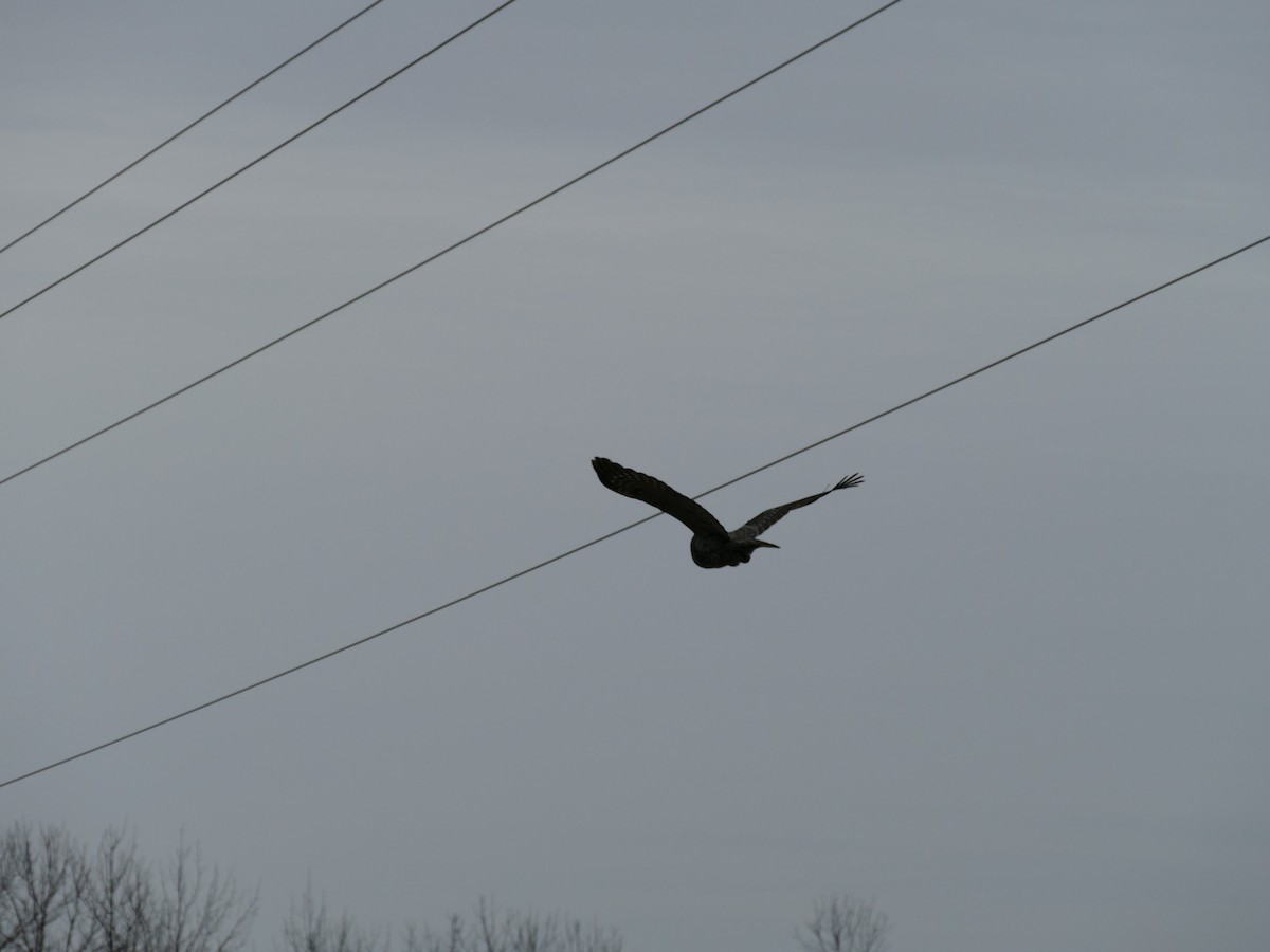 Great Gray Owl - ML617529853