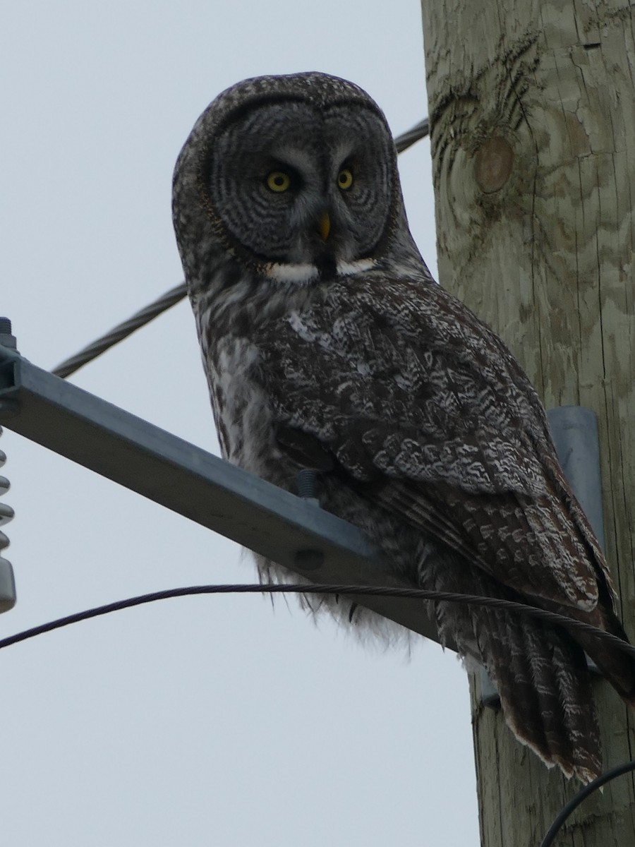 Great Gray Owl - ML617529854