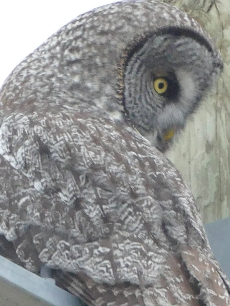 Great Gray Owl - ML617529855