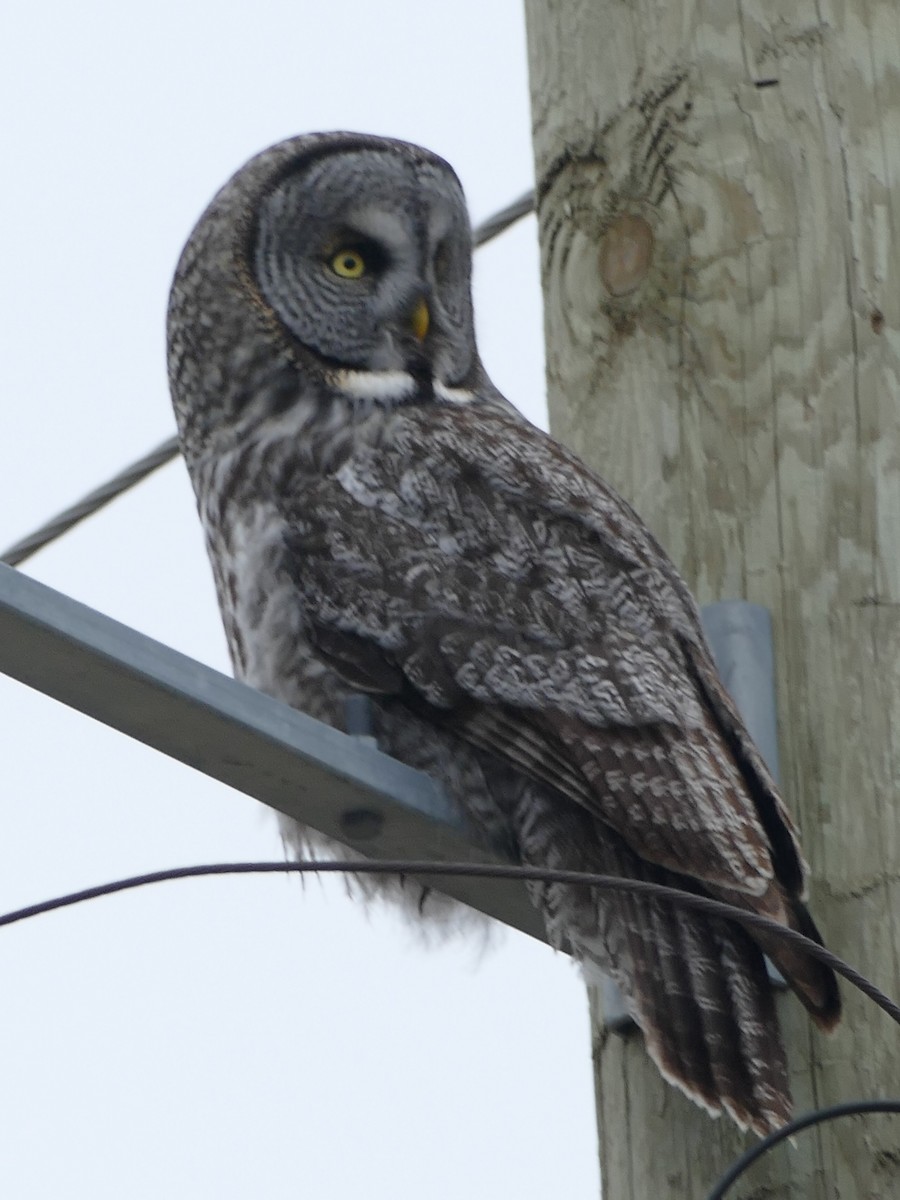 Great Gray Owl - ML617529856