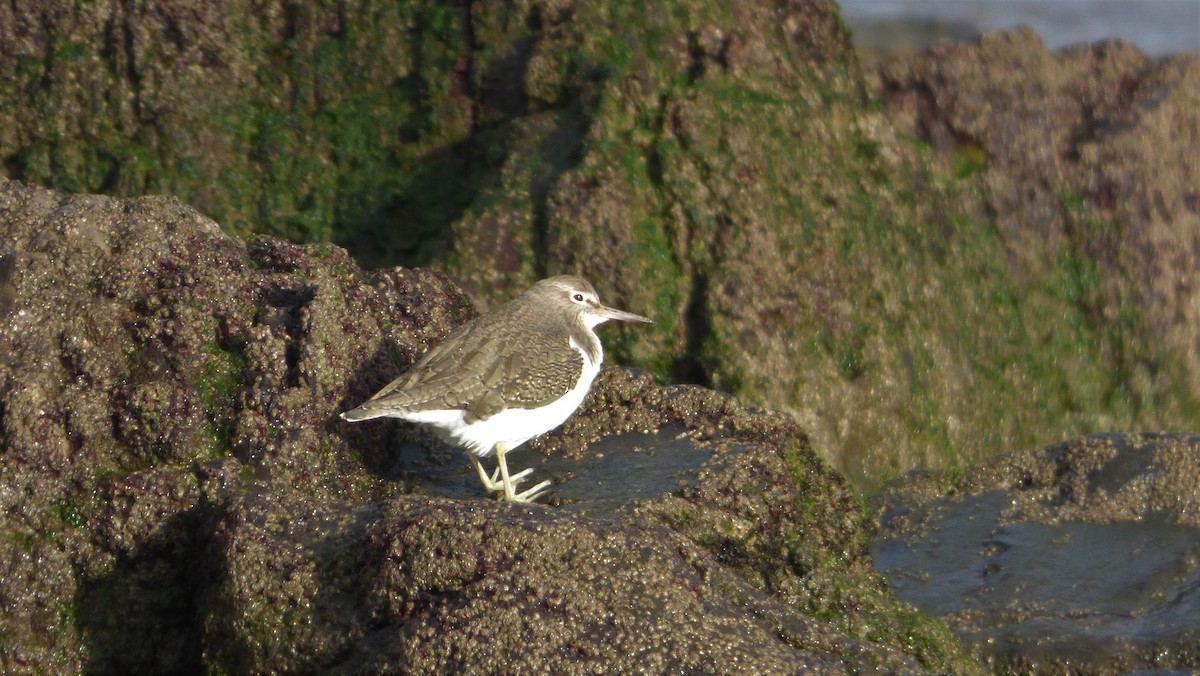 Common Sandpiper - ML617529862