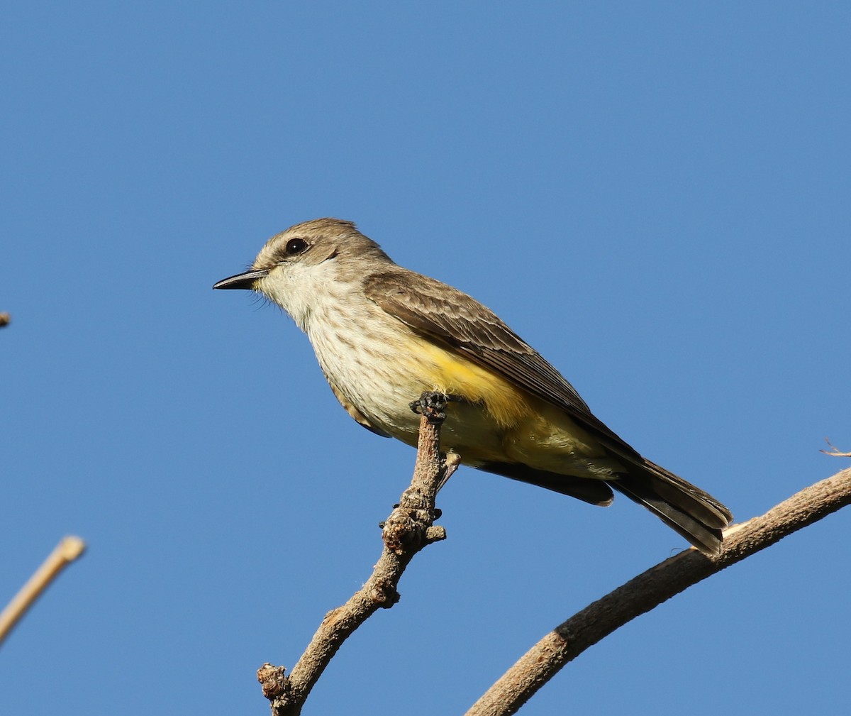 Vermilion Flycatcher - ML617529864