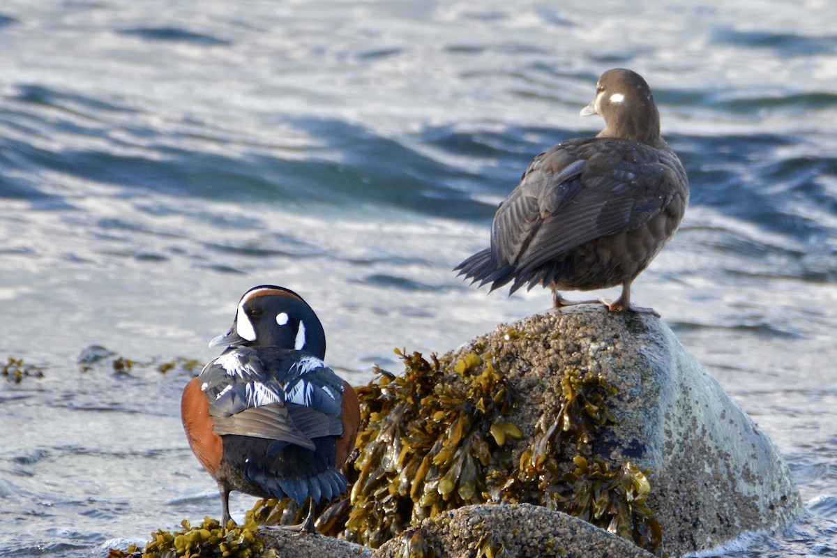 Harlequin Duck - ML617529865