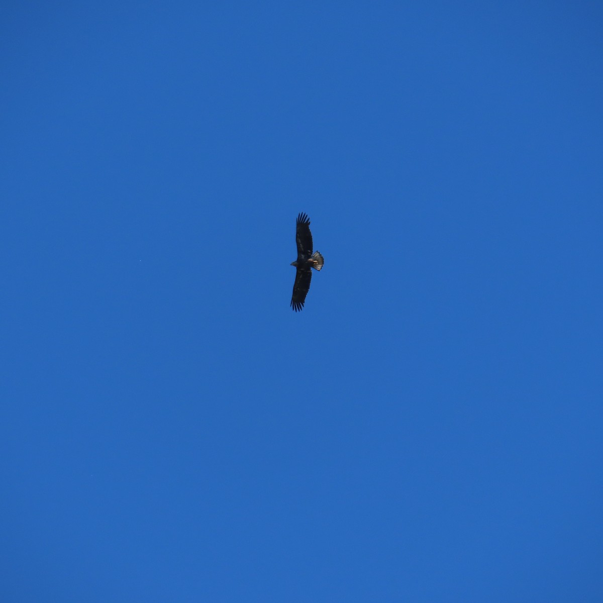 Bald Eagle - ML617529883