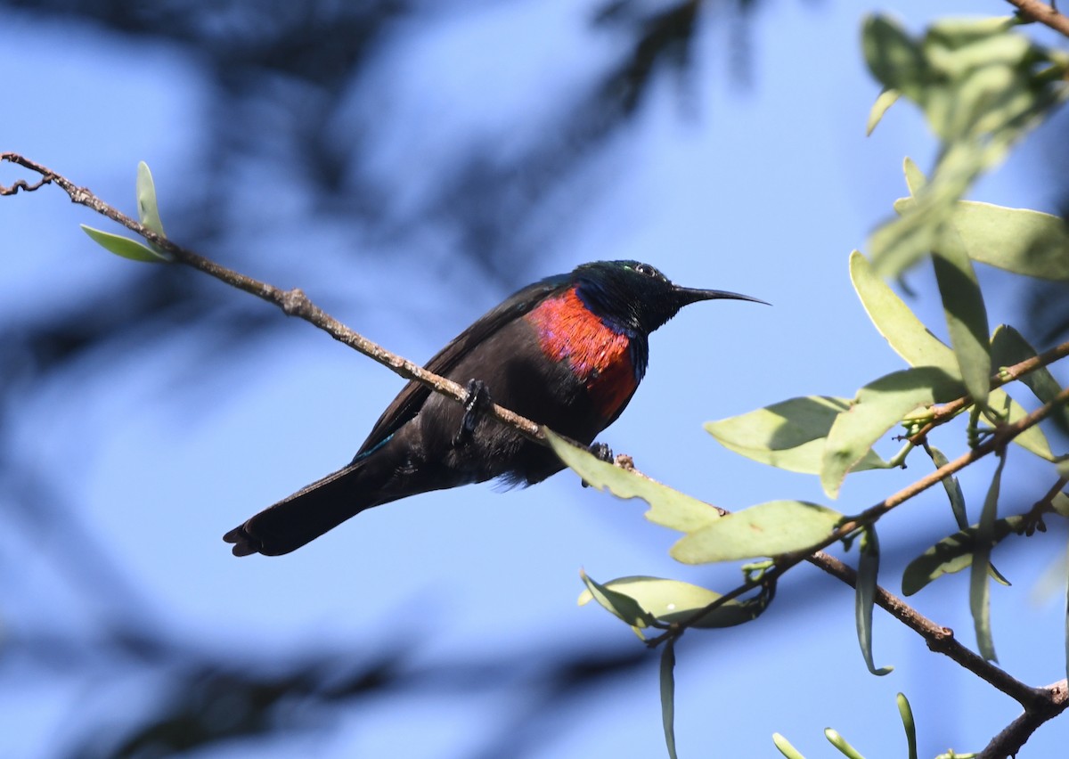 Scharlachbrust-Nektarvogel (shelleyi) - ML617529894