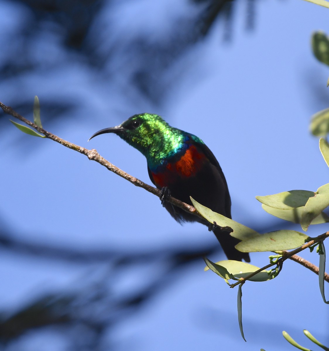 Shelley's Sunbird (Shelley's) - ML617529919