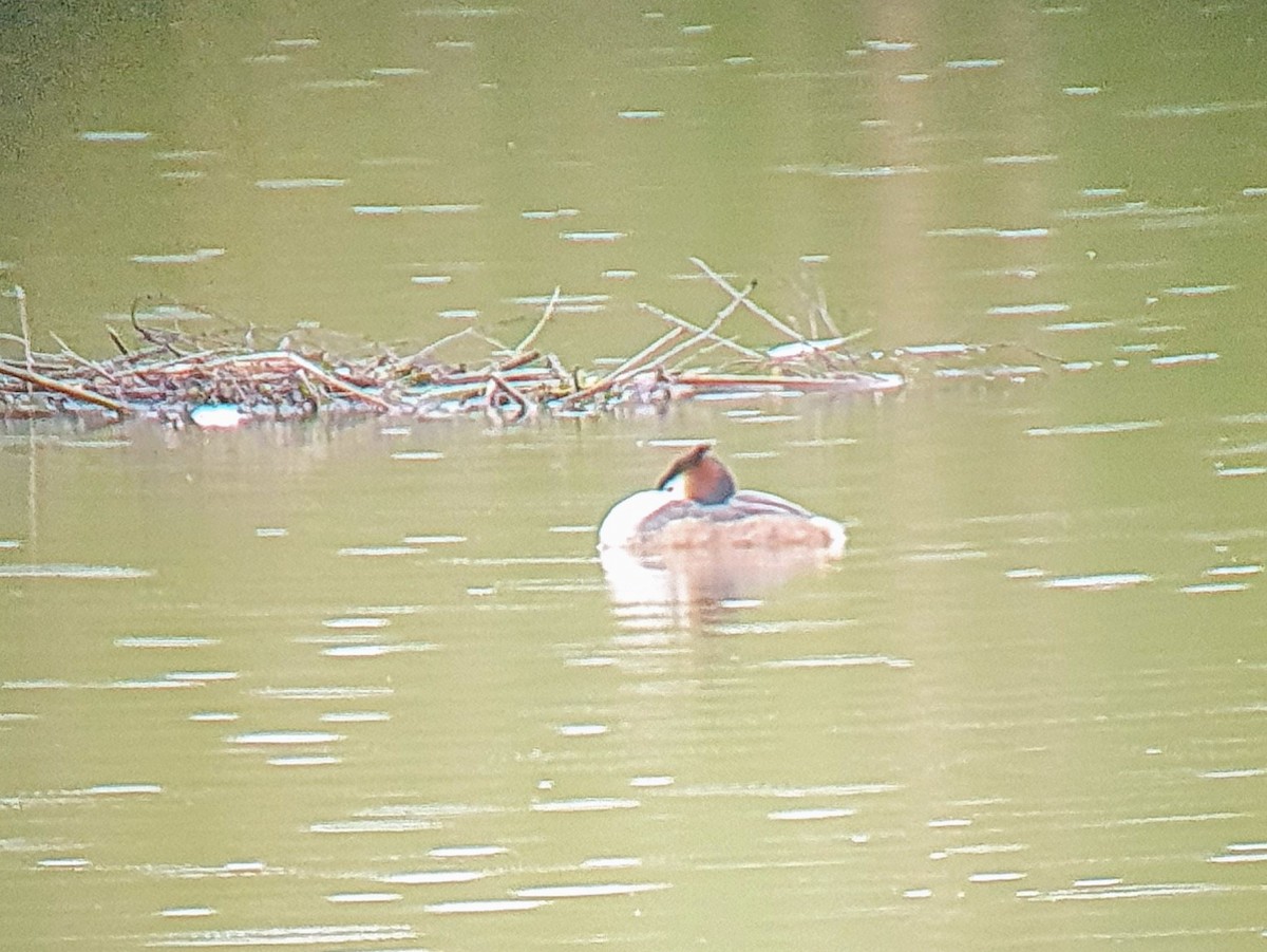 Great Crested Grebe - ML617529930