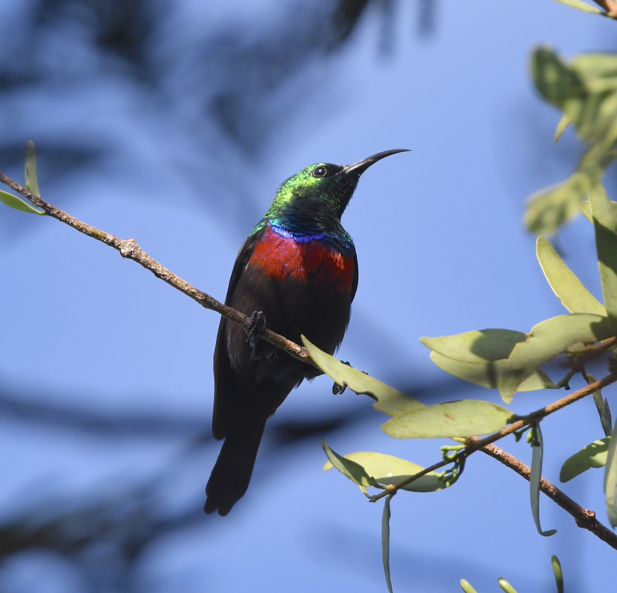 Shelley's Sunbird (Shelley's) - ML617529932