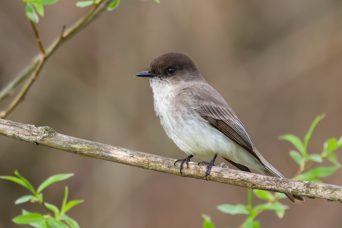 Eastern Phoebe - ML617529937