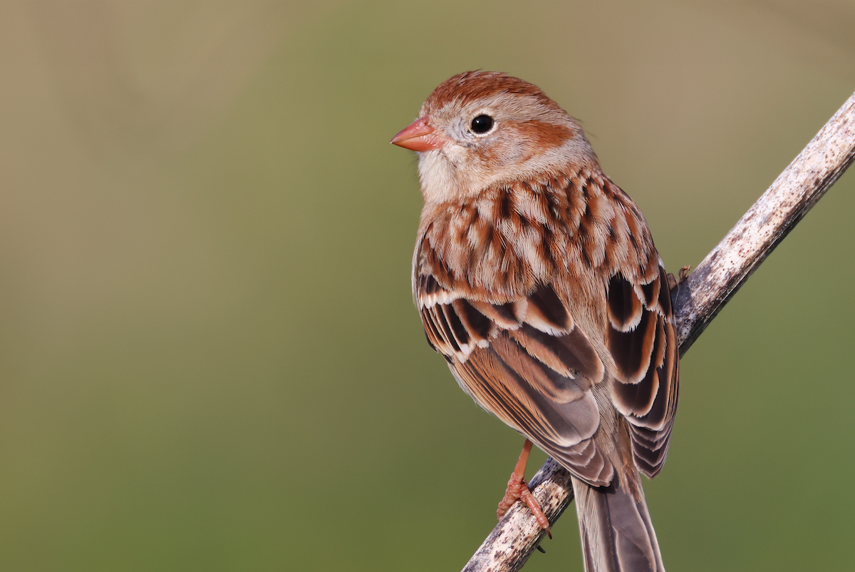 Field Sparrow - Allison Matlock