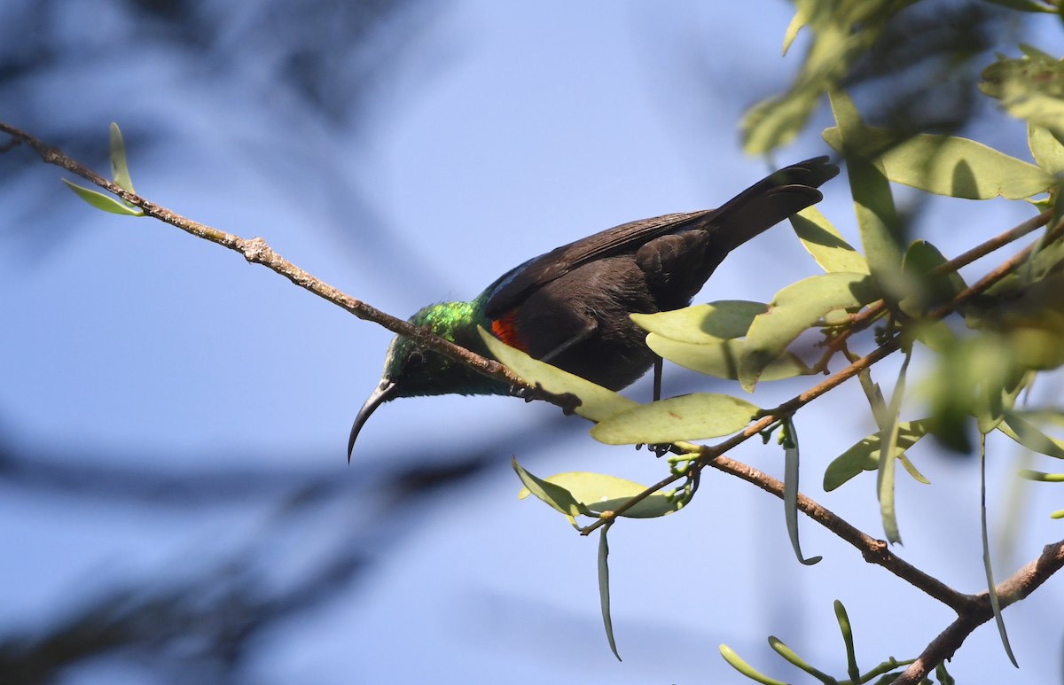 Shelley's Sunbird (Shelley's) - ML617530009